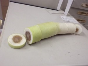 だいこん
