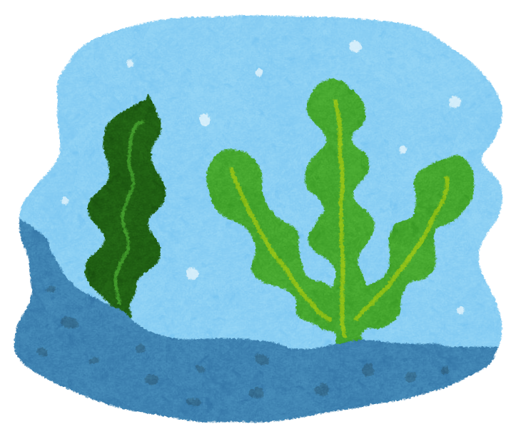 海藻